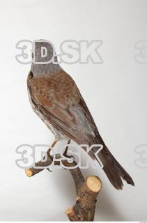 Fieldfare-Turdus pilaris 0005